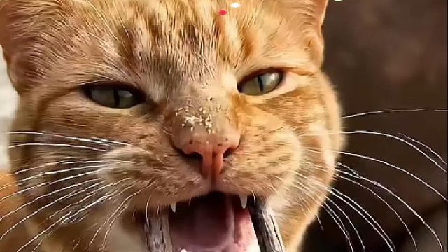 猫咪日常生活系列之猫咪模仿秀
