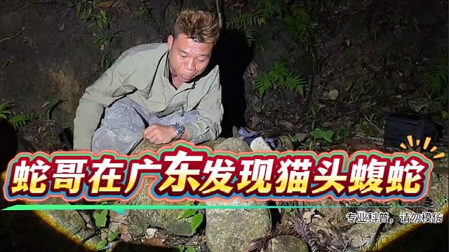 蛇哥在广东发现猫头蝮蛇