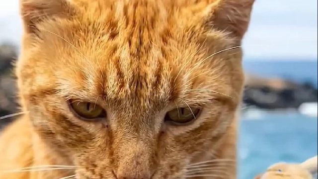 猫咪日常生活系列之鱼目混珠