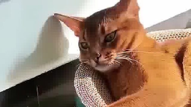 乌龟一门心思想咬猫爪子，结果被猫淡定躲开，差距竟然这么大