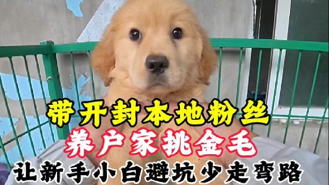 带开封本地粉丝小姐姐，养户家挑金毛！让想养狗新手少弯路不踩坑