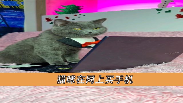 猫咪在网上买手机
