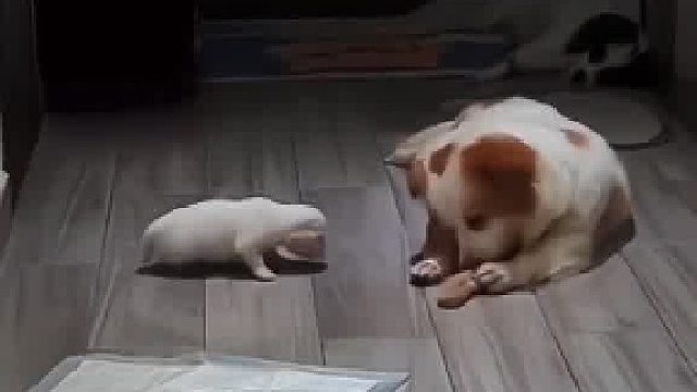 狗爸护食咬小狗，狗妈马上冲过来看孩子，当妈的真的是心疼孩子！