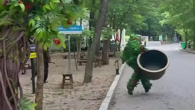 当关山湖“野人”下班后，“盆栽”不忘带上盆 “大树”连根拔起
