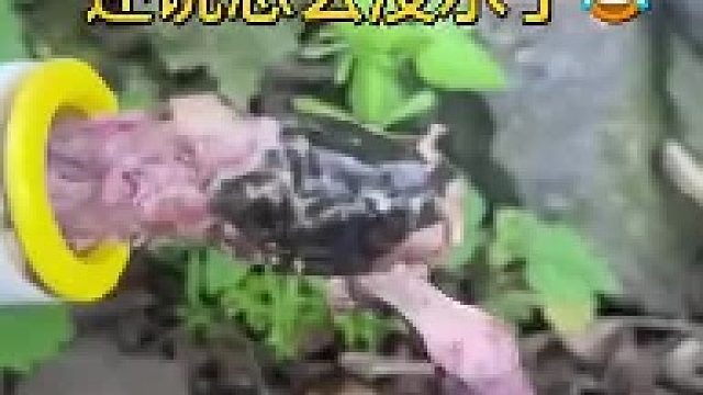 水管一直不出水，检查后才发现蛇堵在里面了，网友：这水管不能要了