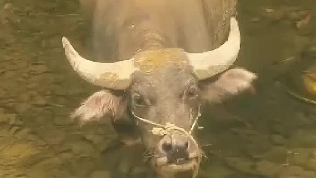 第一眼：水牛潜水这么厉害，第二眼：水牛是在水里？！