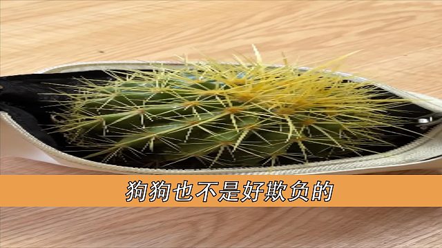 狗狗也不是好欺负的