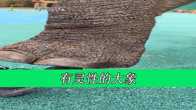 有灵性的大象