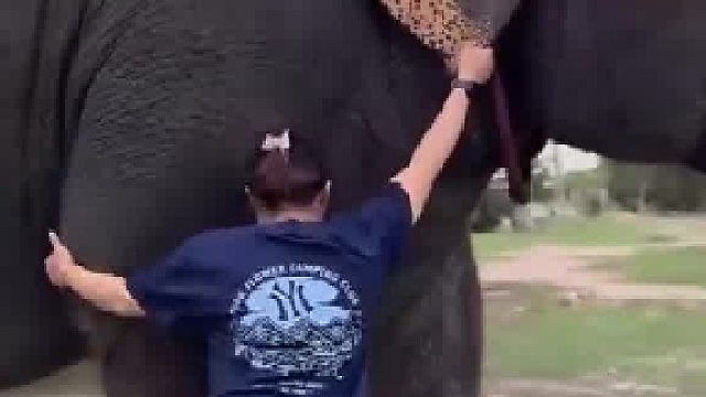 女子骑大象出门，大象主动仲腿把女子驼到背上