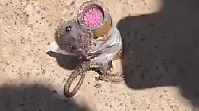 男子将活老鼠绑在冲天炮上 点燃后任其在空中被炸碎