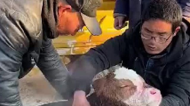 半夜出生牛犊被发现时已经进入濒死状态，烤火不成又放温水桶抢救  ​