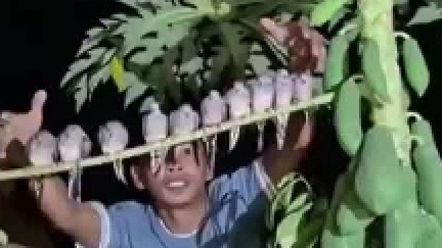夜间斑鸠在树上睡觉，男子趁其不注意一把收进笼子