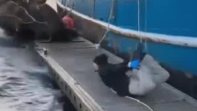 国外男子疑似摆出海豹求偶的姿势，引得海豹纷纷跳入水中