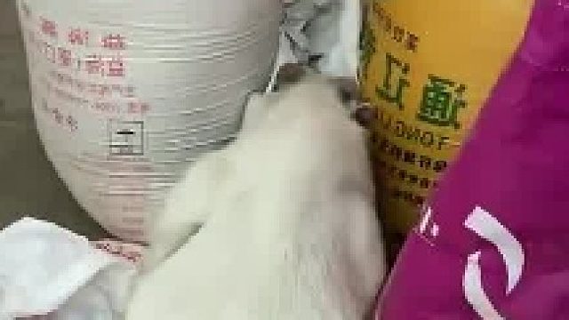 小羊钻进屋里偷吃面粉，主人发现时它肚子鼓得跟皮球一样