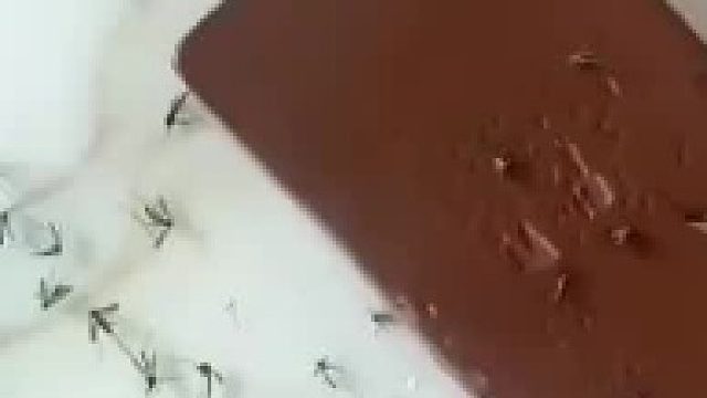 买鸭血防蚊子 蚊子这辈也吃到血栓 网友：可能是吸不动累死的