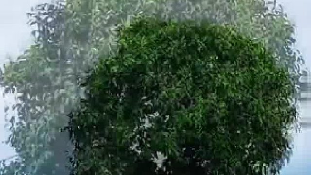 因打卡游客太多踩坏麦田，白鹿原网红“孤独树”被砍掉枝叶，村委会：村民自家麦田的树，提醒游客无果下的无