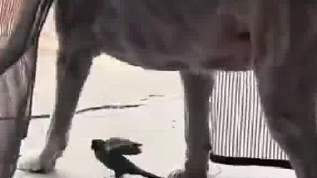 狗狗每天和小鸟“争宠”，假装出门并无意间踩到小鸟
