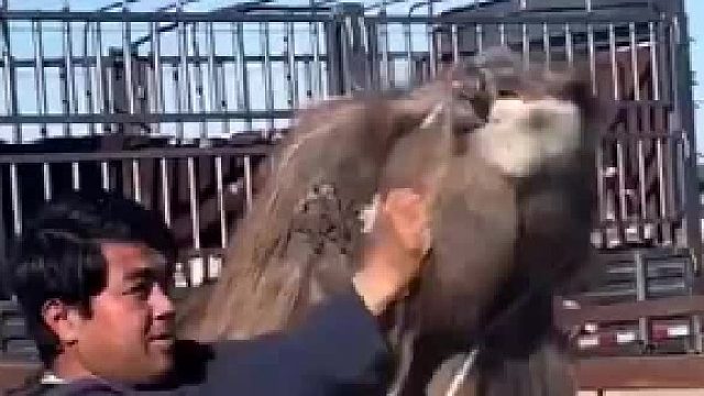 骆驼在嘴里藏了草料，男子疯狂摇晃将草料甩出