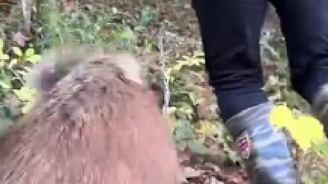 男子偶然救下的野猪来报恩了，成“挖笋雷达”每月为主人赚3万元  ​