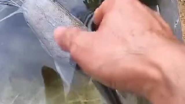 男子把鱼放进水池后忘记，一年后后发现鱼瘦成了蝌蚪