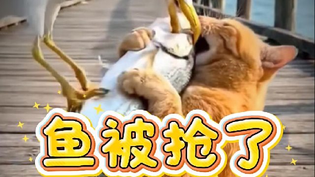 猫咪日常生活系列之鱼被抢了