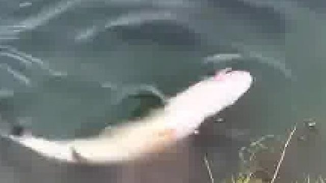 河边的小鱼不要去捡 你永远不知道下秒会发生什么！！！  ​
