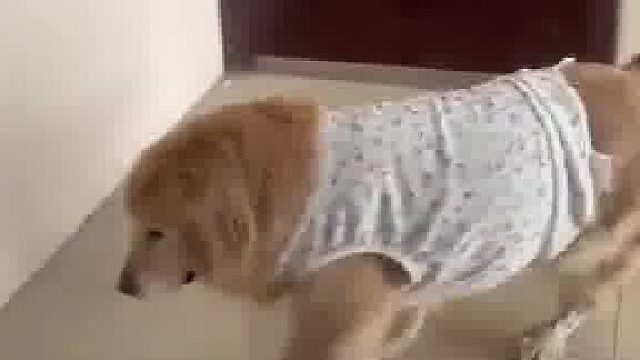 因为10岁的狗子每次走这个视野盲区会害怕脚滑摔倒，主人教狗子拐大弯