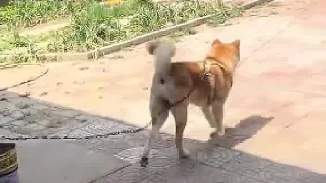 主人不想让狗狗出门乱跑，于是是发明了“有轨电狗”的拴狗方式