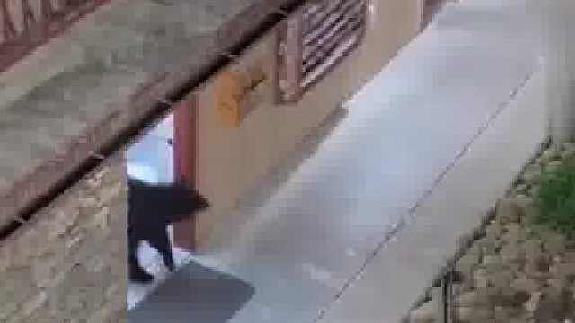 美国一酒店惊现黑熊，老板将其反锁后报警，警察撬门后拔腿就跑
