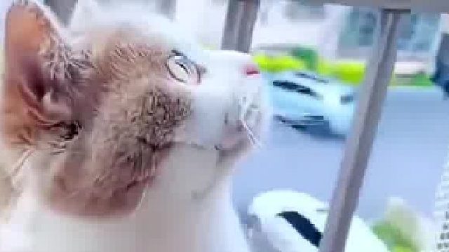 小猫咪看到楼上三花猫，眼都看直了，这个就是爱情…