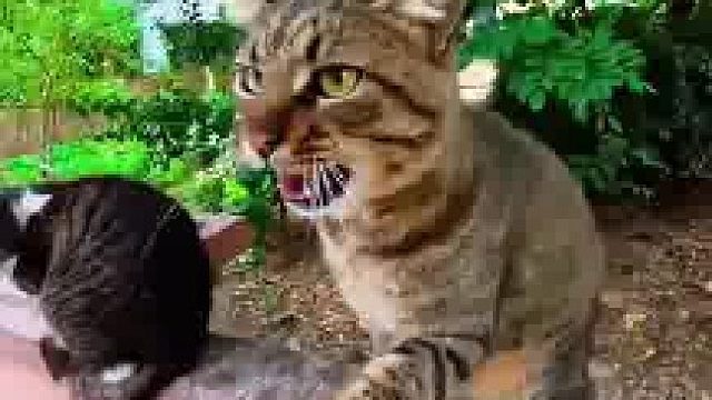 这就是缘分吗？在大街上突然看到走丢一年的家猫