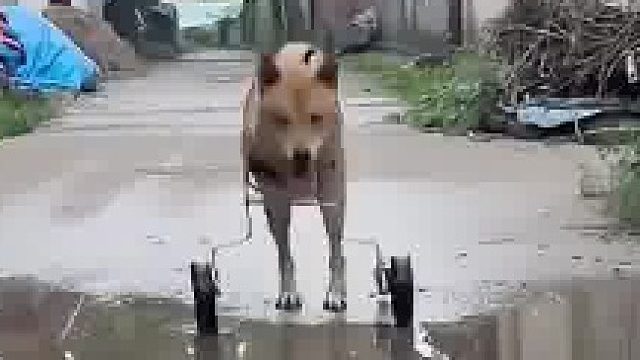 残疾狗狗知道轮椅不能沾水，遇到水坑直接直立行走