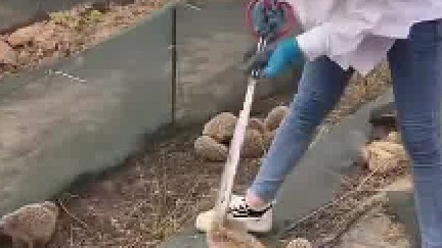 女子在院子里养刺猬，用夹子将刺猬夹出来