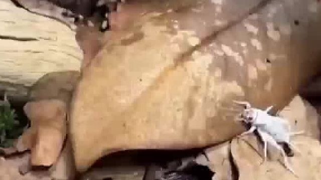 大自然的伪装真神奇枯叶蛙的称呼名副其实
