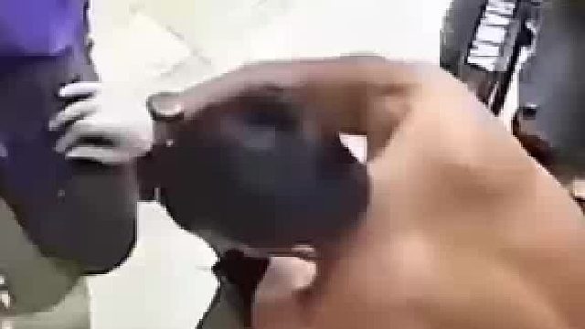 主人预判了狗子的预判