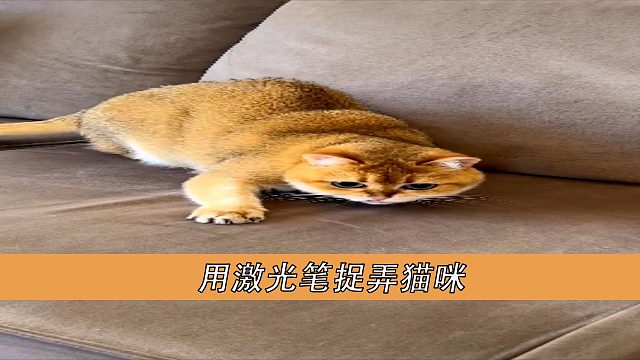激光笔捉弄猫咪