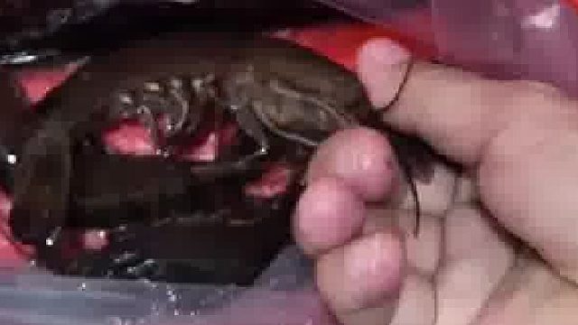 博主徒手摸了一下虾，结果就没了两节手指，还差点搭上性命，博主：上了一堂慘痛的课，代价太大了