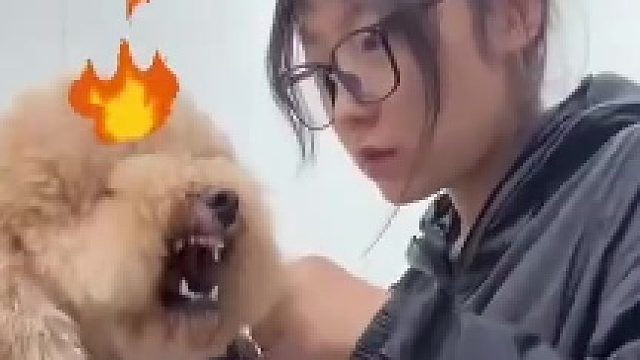 狗子泪痕好了被送去美容 对美容师呲牙威胁