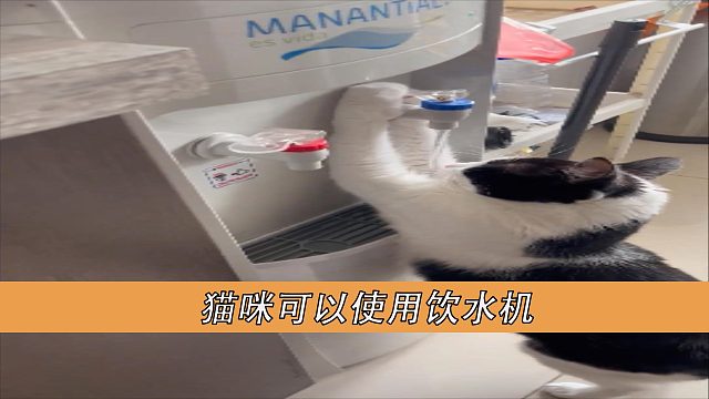 猫咪可以用饮水机
