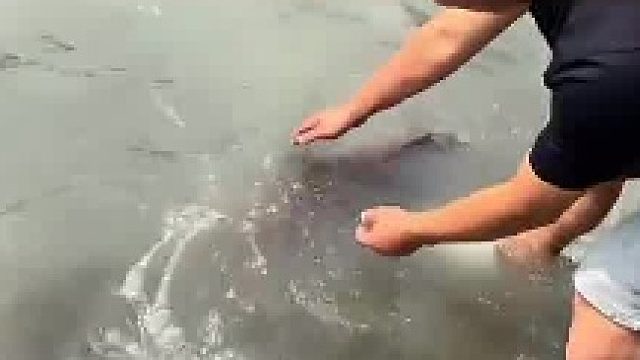 遇见野生的娃娃鱼，男子还给抓起来看看
