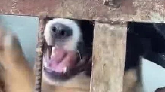 咬伤主人的狗子被送进屠狗场，试图咬断铁笼子自救，