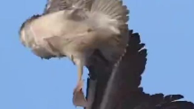 鹈鹕意外靠近游隼巢穴，游隼直接在空中将其击杀，
