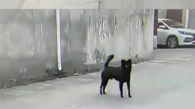 这算不算人仗狗势？