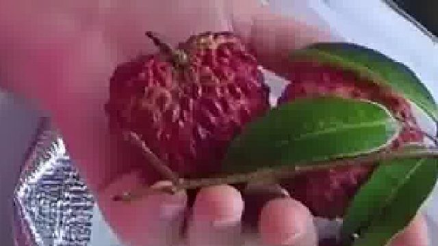 收到一箱荔枝得知是老公初恋寄的