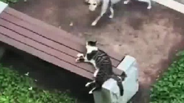 男子手拿狗绳不牵狗，用绳子鞭打小区的流浪猫，目击者：在我看来是是故意的因为打完以后嬉皮笑脸的走了