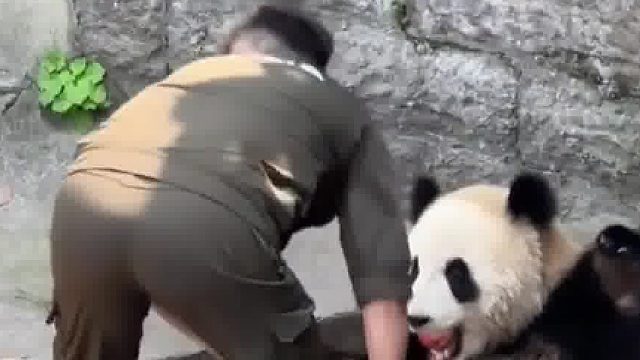游客不小心把可乐掉进园里，被大熊猫捡到了，奶爸迅速拿苹果换下来了