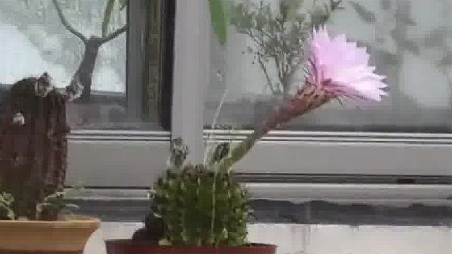 网友给自己的仙人球遮雨遮阳，却发现邻居家的仙人球在雨中开花