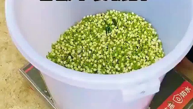 女生摘了4个小时茉莉花老板却收不了，原因让人意外