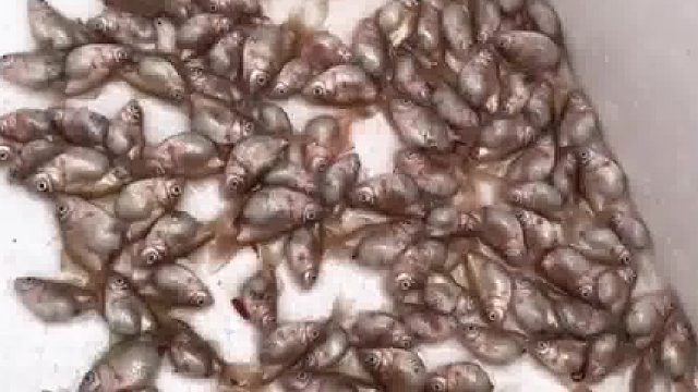 小伙投喂红线鱼，小鱼瞬间大变样，是饲料还是魔法攻击？