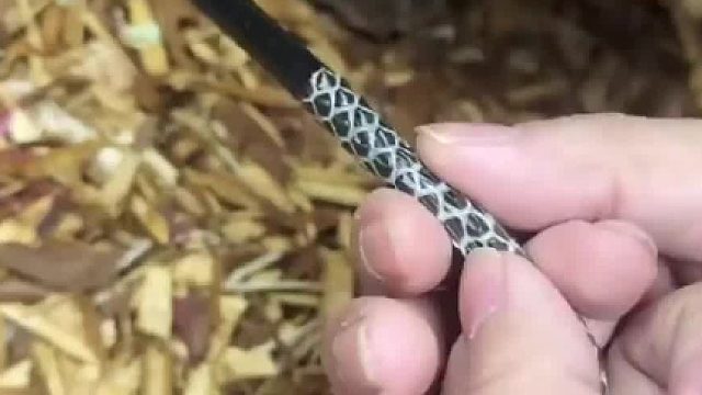 网友强行给自家的宠物蛇脱皮，网友：纵享丝滑